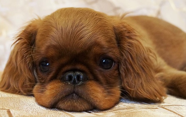 king charles spaniel allevamento