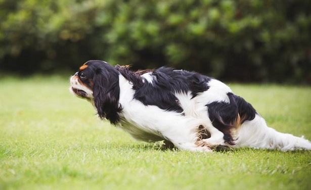 king charles spaniel peso