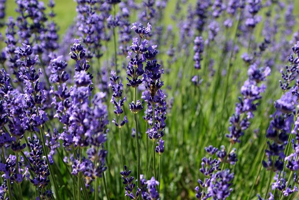 lavanda