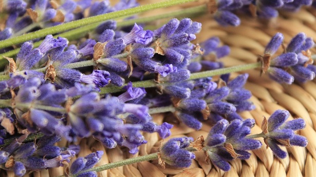 lavanda