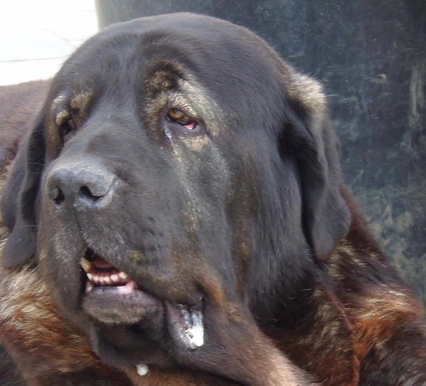 mastino spagnolo prezzo