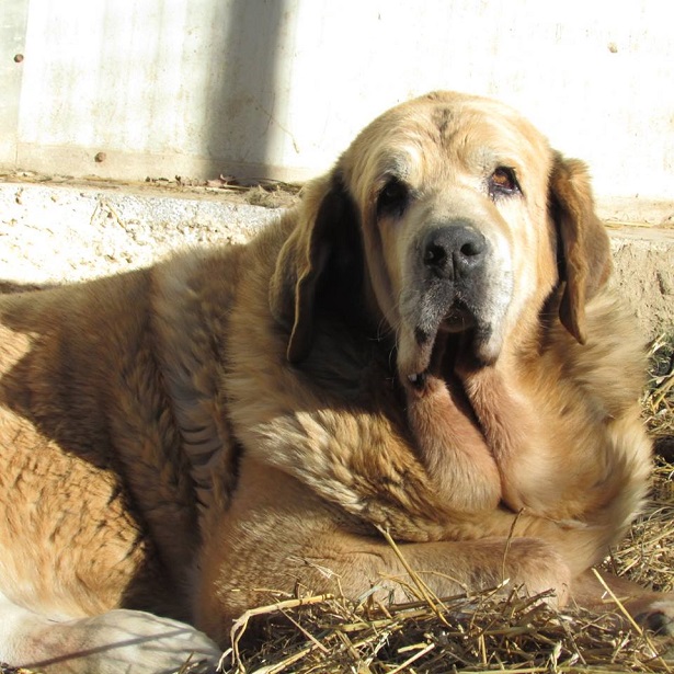 mastino spagnolo aspetto