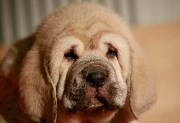 mastino spagnolo allevamenti