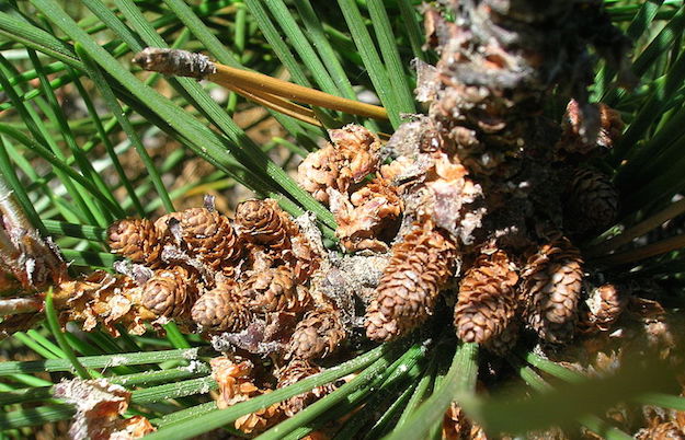 olio essenziale di trementina