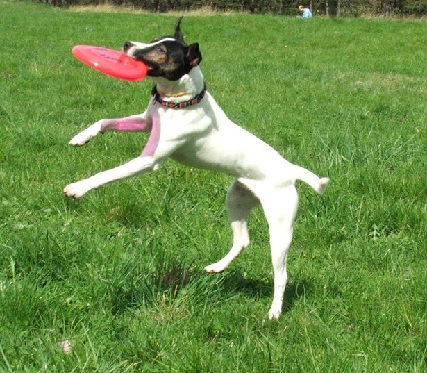 parson russell terrier aspetto parson russell terrier aspetto