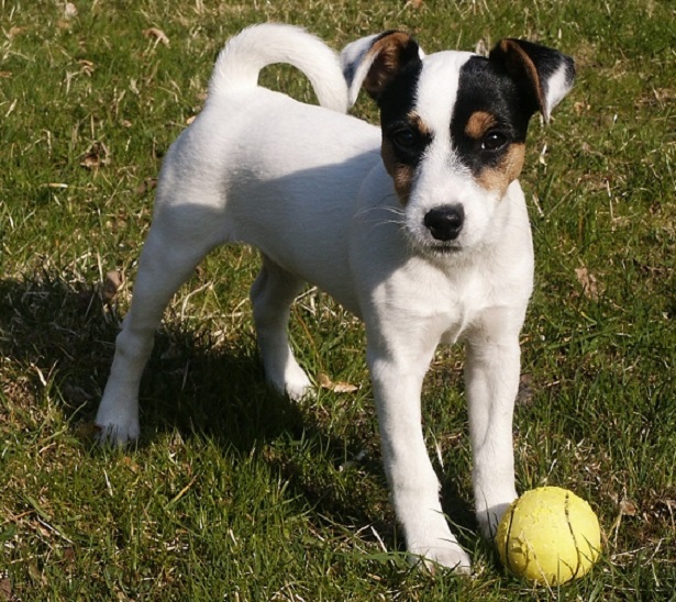 parson russell terrier foto