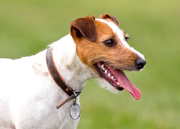 parson russell terrier origini parson russell terrier origini