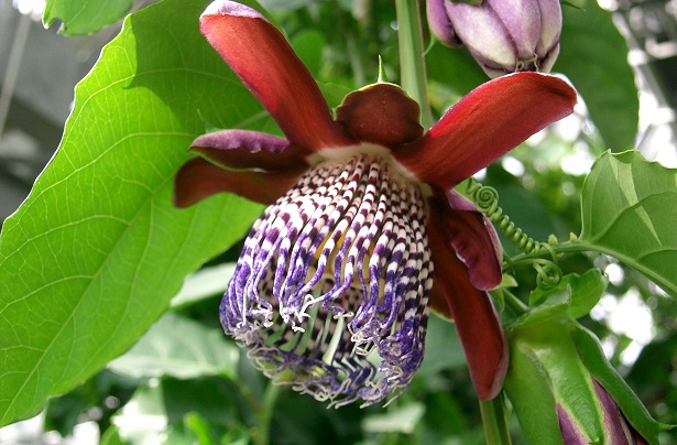 passiflora passiflora