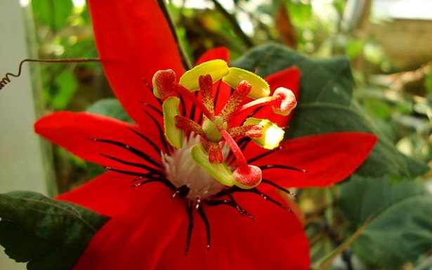 passiflora passiflora
