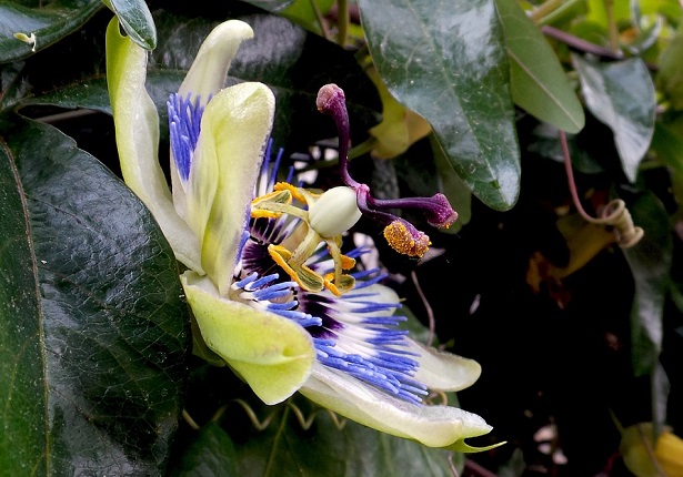 passiflora passiflora