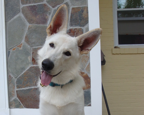 pastore bianco svizzero pastore bianco svizzero