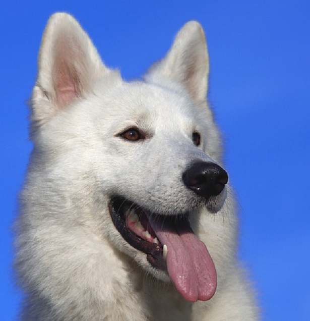 pastore bianco svizzero pastore bianco svizzero a pelo corto