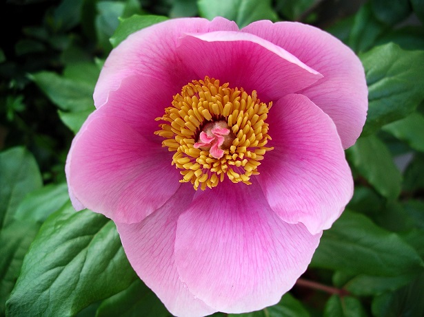peonia proprietà curative