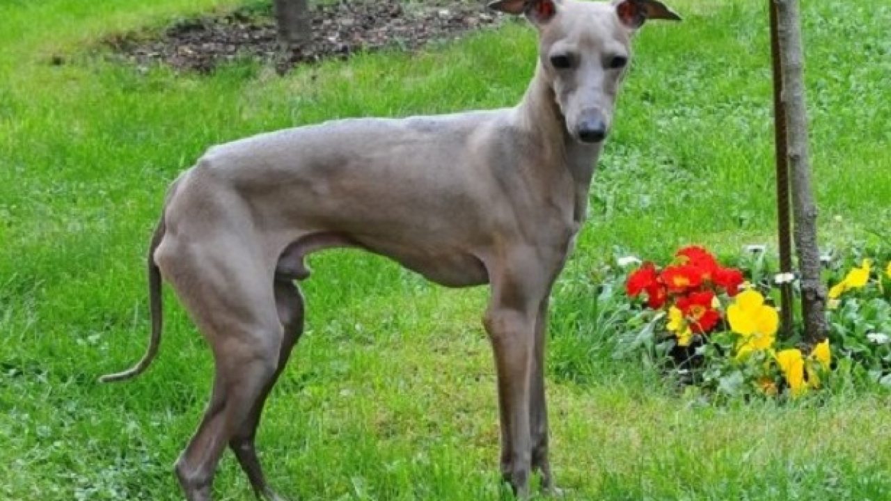 Piccolo Levriero Italiano Carattere E Prezzo Idee Green