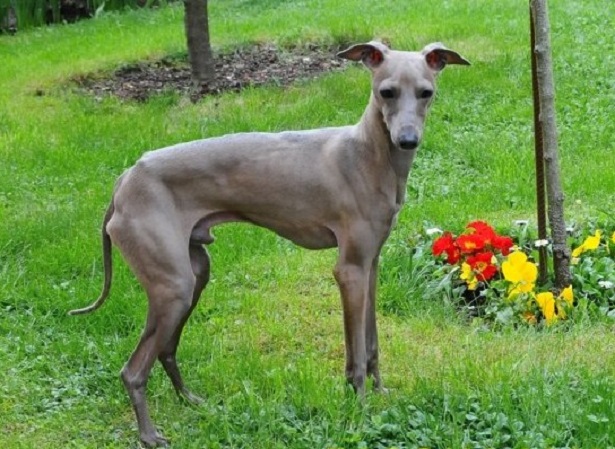 piccolo levriero italiano