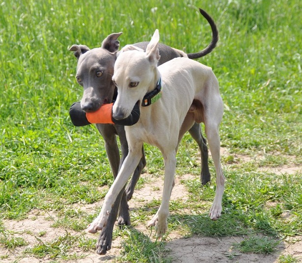 Piccolo Levriero Italiano carattere e prezzo Idee Green