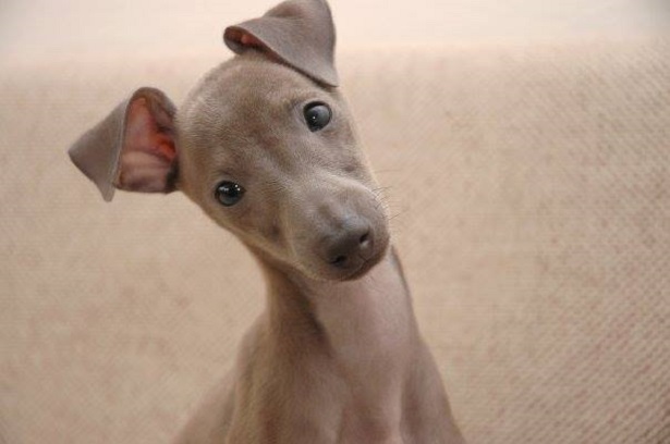 piccolo levriero italiano colori