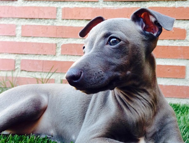 piccolo levriero italiano origini