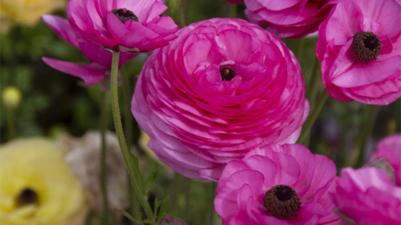 Come Coltivare Il Ranuncolo Idee Green