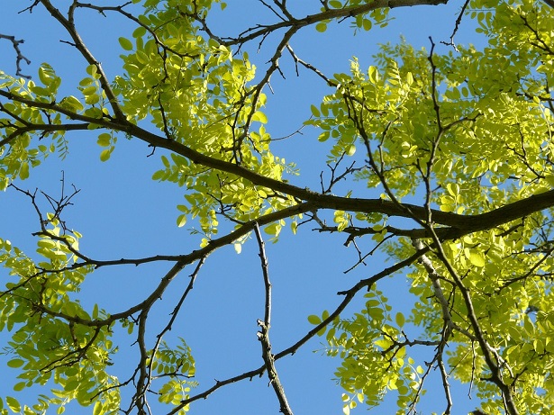 robinia pseudoacacia pianta