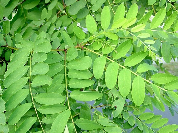 robinia pseudoacacia foglie