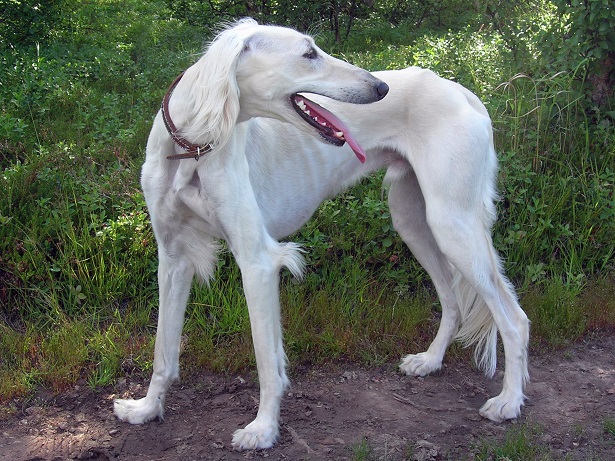 saluki allevamenti