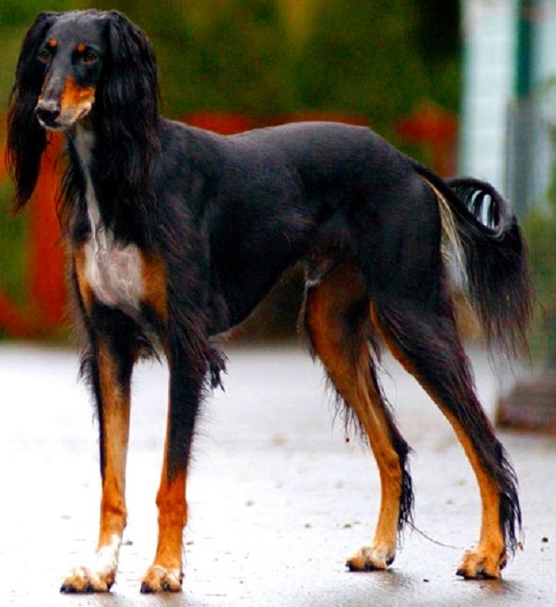 saluki origini