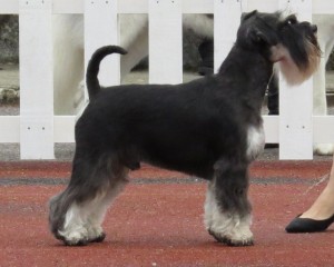 Regalo cucciolo Schnauzer da Volontario a regalo cuccioli di miniature schnauzer