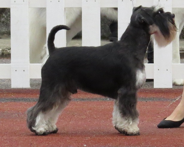schnauzer nano allevamenti