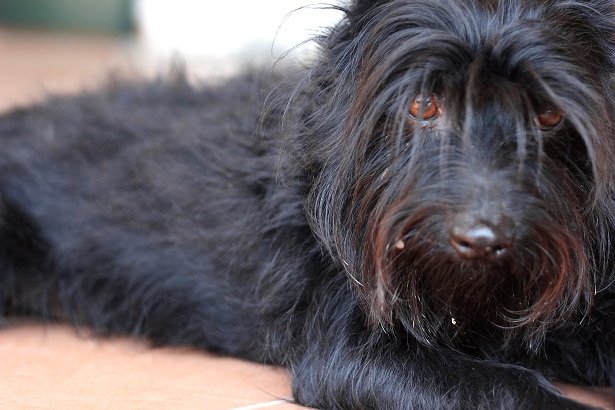 schnauzer nano carattere