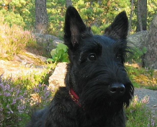 scottish terrier aspetto scottish terrier aspetto