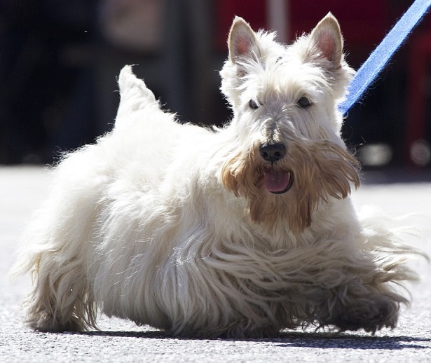 scottish terrier origini scottish terrier origini