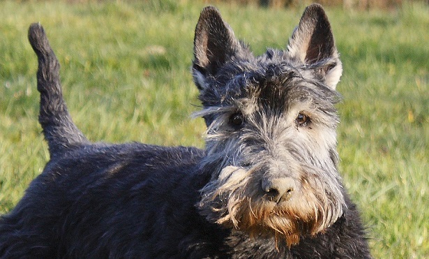 scottish terrier scottish terrier