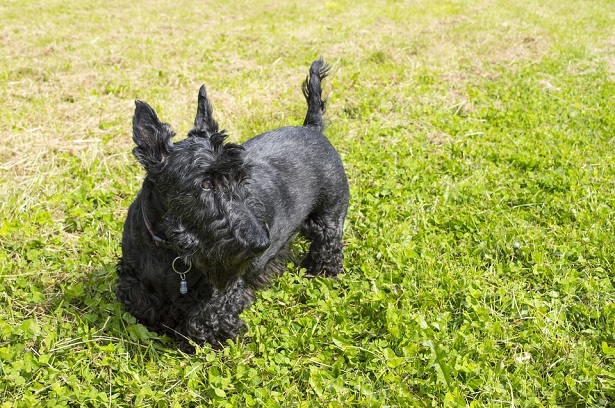 scottish terrier