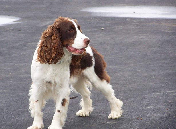 springer spaniel inglese cuccioli springer spaniel inglese cuccioli