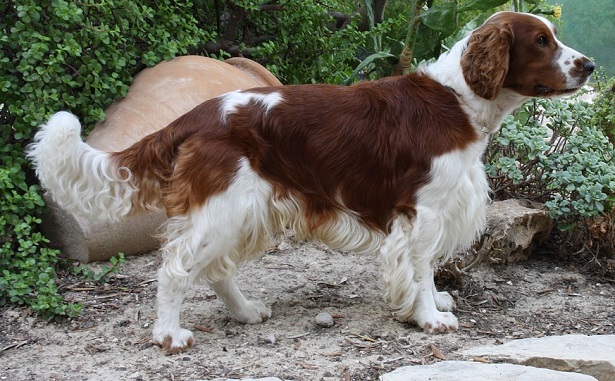 springer spaniel inglese springer spaniel inglese