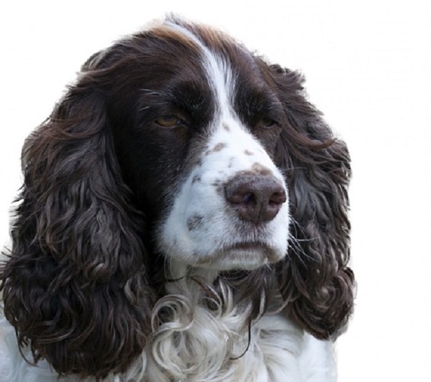 springer spaniel inglese origini springer spaniel inglese origini