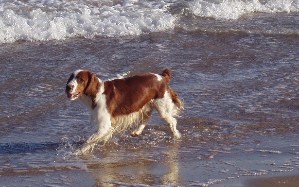 springer spaniel inglese vita media springer spaniel inglese vita media