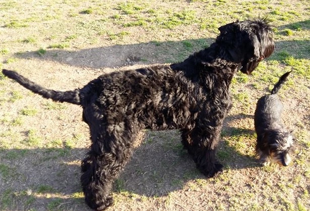 terrier nero russo allevamenti