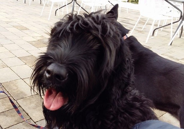 terrier nero russo origini