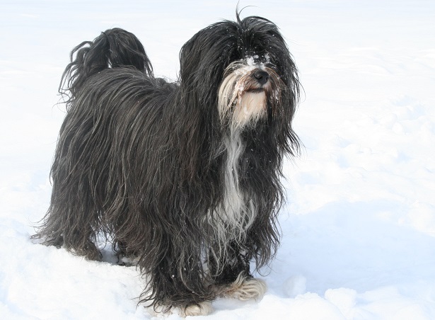 tibetan terrier origini