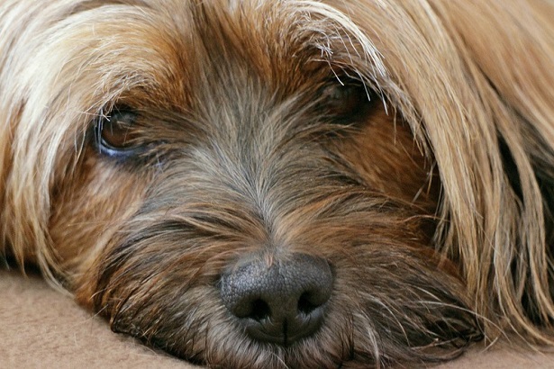 tibetan terrier carattere