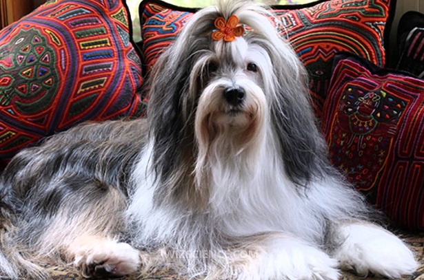 tibetan terrier allevamenti