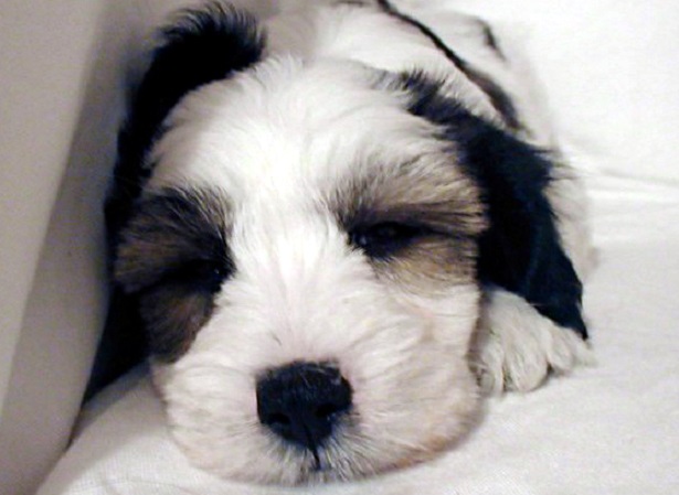 tibetan terrier cuccioli