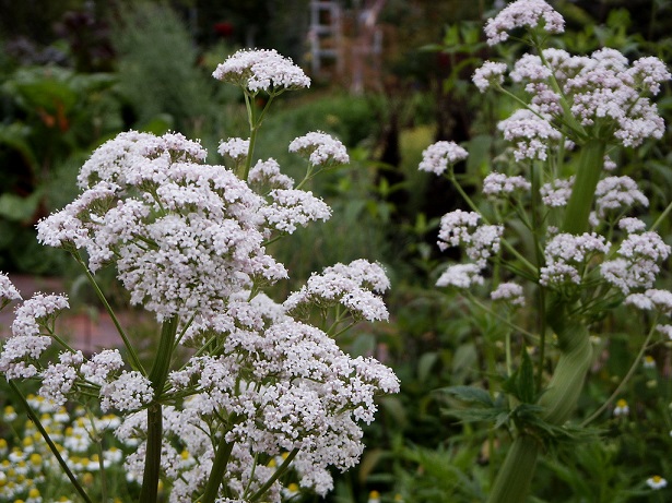 valeriana in gravidanza