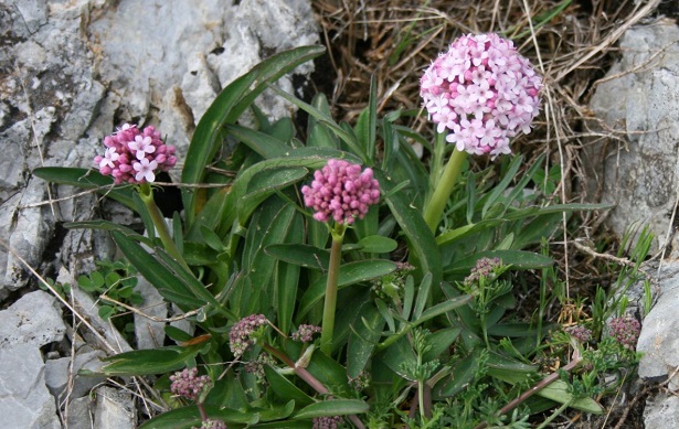 valeriana proprietà