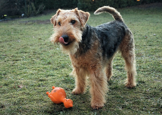 welsh terrier allevamento welsh terrier allevamento