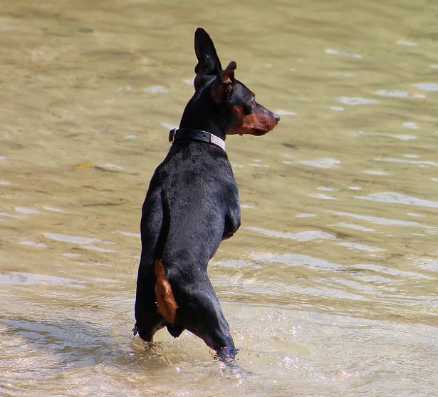 zwergpinsher carattere