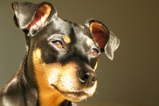 zwergpinsher origini