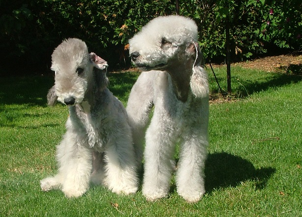 Bedlington Terrier foto